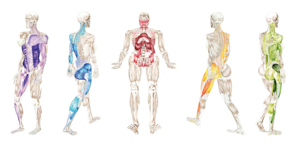 Élő alkalmazkodás